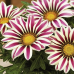 Гацания Новый день F1 Розовая полоса, 5 семян (серия Низкорослые Гиганты - Семена Алтая)