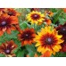 Рудбекия хирта Глориоза 0,05г (Семена Алтая)