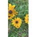 Рудбекия хирта Мои друзья 0,2г (Семена Алтая)