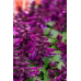 Сальвия Редди Парпл сверкающая, 5 семян (Семена Алтая)