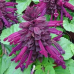 Сальвия Редди Парпл сверкающая, 5 семян (Семена Алтая)
