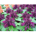 Сальвия Редди Парпл сверкающая, 5 семян (Семена Алтая)