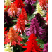 Сальвия Редди Фулл микс сверкающая, 5 семян (Семена Алтая)