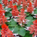 Сальвия Редди Скарлет биколор сверкающая, 5 семян (Семена Алтая)