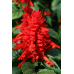 Сальвия Редди Брайт Ред сверкающая, 5 семян (Семена Алтая)
