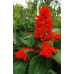 Сальвия Редди Брайт Ред сверкающая, 5 семян (Семена Алтая)