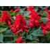 Сальвия Редди Брайт Ред сверкающая, 5 семян (Семена Алтая)