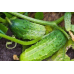 Огурец Засолочный 0,3г (семена Агроуспех)