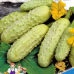 Огурец-корнишон МИШКА НА СЕВЕРЕ F1, 12 семян (Уральский Дачник)