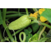 Огурец-корнишон МИШКА НА СЕВЕРЕ F1, 12 семян (Уральский Дачник)