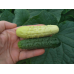 Огурец-корнишон МИШКА НА СЕВЕРЕ F1, 12 семян (Уральский Дачник)