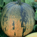 Тыква голосемянная Даная, 10 семян (серия Авторские сорта - Семена ПОИСК)