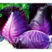 Капуста краснокочанная Красное сердце 0,1г (серия Декоративный огород - Семена ПОИСК)
