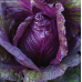 Капуста краснокочанная Красное сердце 0,1г (серия Декоративный огород - Семена ПОИСК)