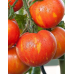 Томат Обольститель штамбовый 0,1г (семена Агроуспех)