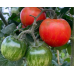 Томат Обольститель штамбовый 0,1г (семена Агроуспех)
