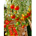 Томат мини-черри Чудо-детки, 20 семян (Семена Аэлита)