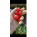 Томат мини-черри Чудо-детки, 20 семян (Семена Аэлита)