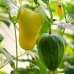 Физалис (томатилло) Королева Малиналько, 10 семян (Редкие семена)