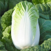 Капуста пекинская Нежность F1 0,3г (семена Агроуспех)