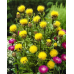 Василек крупноголовчатый Золотисто-желтый 0,2г (Цветочная коллекция - Гавриш)