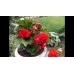 Бегония клубневая крупноцветковая Красная, 10 семян (Cerny seed, Чехия)