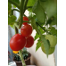 Toмaт Бaлкoннoe чyдo 0,1г (N.L.Chrestensen, Германия)