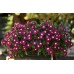 Катарантус ампельный Медитерранеан Бургунди Хало, 5 семян (PanAmerican Seed, Живой мир)