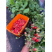 Земляника ремонтантная Барон Солемахер, 100 cемян (серия Авторские сорта - Семена ПОИСК)