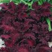Колеус блюме Блэк дракон, 5 семян (PanAmerican Seed - Аэлита)
