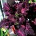 Колеус блюме Блэк дракон, 5 семян (PanAmerican Seed - Аэлита)
