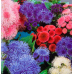 Агератум Весенние капели, смесь окрасок 0,2г (Семена ПОИСК)