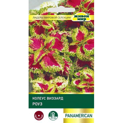 Колеус Виззард Роуз, 10 семян (PanAmerican Seed, СШA)