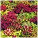 Колеус блюме Радуга, 10 семян (W. Legutko, Польша)