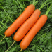 Морковь РАХАТ-ЛУКУМ, 1г (Авторская селекция - Уральский Дачник)