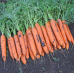 Морковь РАХАТ-ЛУКУМ, 1г (Авторская селекция - Уральский Дачник)