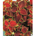 Колеус балконный Алый бархат, 5 семян (Аэлита)