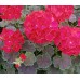 Пеларгония зональная Найт Ваилит F1, семена 3шт (Cerny seed, Чехия)