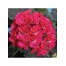 Пеларгония зональная Найт Ваилит F1, семена 3шт (Cerny seed, Чехия)