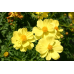Космея Солнечная желтая 0,2г (Семена ПОИСК)