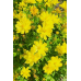 Космея Солнечная желтая 0,2г (Семена ПОИСК)