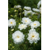 Космея Махровая кнопка Белая 0,1г (Семена ПОИСК)