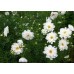 Космея Махровая кнопка Белая 0,1г (Семена ПОИСК)