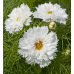 Космея Махровая кнопка Белая 0,1г (Семена ПОИСК)