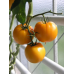 Томат крупноплодный Апельсин 0,1г (Семена Алтая)