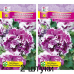 Петуния гибридная густомахровая Пируэт пурпурный F1, 7 гранул (Q-Agro, Германия) -2шт Петуния гибридная густомахровая Пируэт пурпурный F1, 7 гранул (Q-Agro, Германия) -2шт