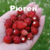 Земляника ремонтантная Рюген 0,04г (СеДеК)