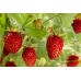Земляника ремонтантная Рюген 0,04г (СеДеК)
