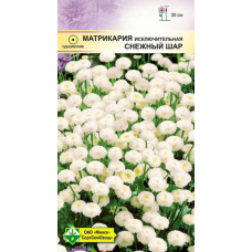 Матрикария исключительная Снежный шар