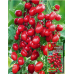 Томат-черри гроздевой Красные бусы, 20 семян (Аэлита)